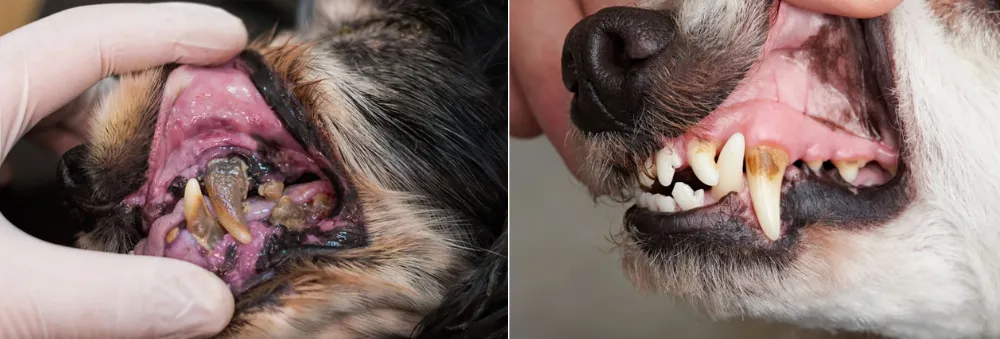 Periodontal Teeth Disease German Shepherds