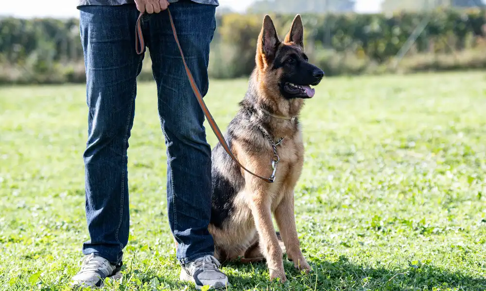 Regular or Retractable Leash! Best for German Shepherds?