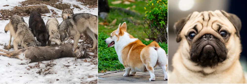 In the wild, wolves must hunt, avoid predators, and cope with environmental challenges. Domestic dogs, however, are shielded from these pressures.