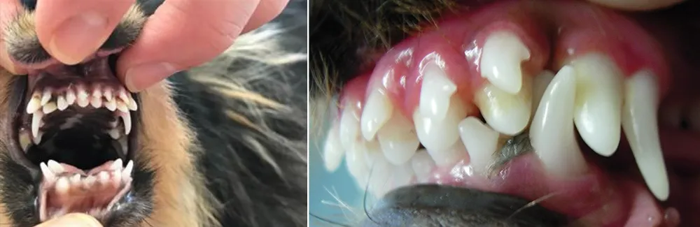 Retained Baby Teeth German Shepherd