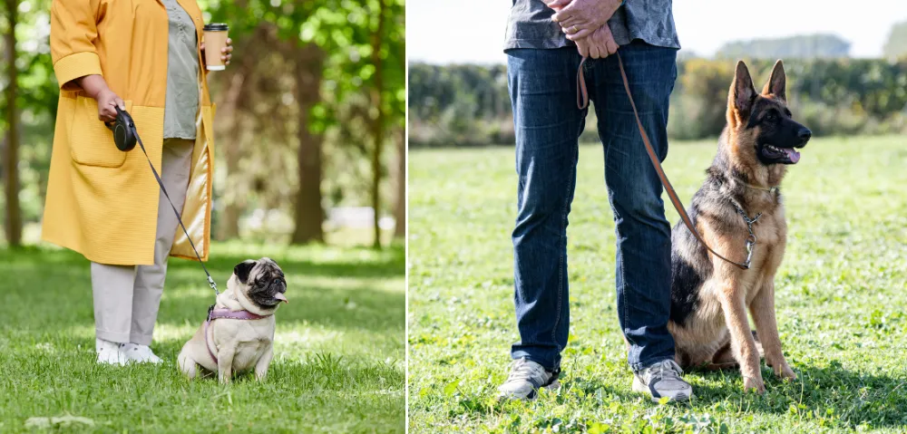 At your left, a woman is holding a pug with a retractable leash whereas at your right, a man is holding a young German Shepherd with a regular leash.