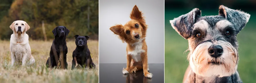 Selective breeding can cause random changes in appearance due to genetic drift