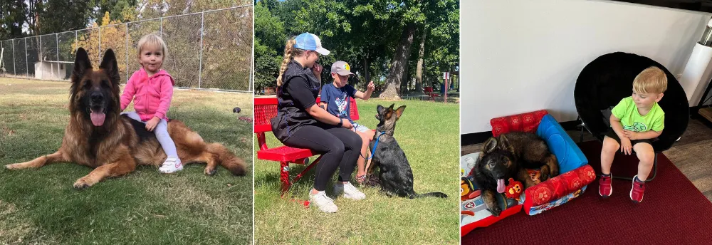 Socialize German Shepherds With Kids from Early Age