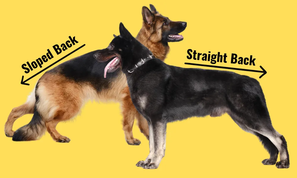 Sloped Back Straight back German Shepherds