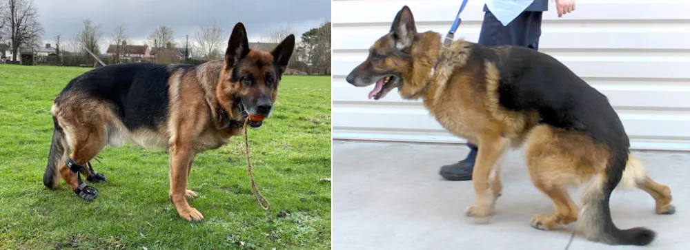 Main Causes of Degenerative Myelopathy in German Shepherds