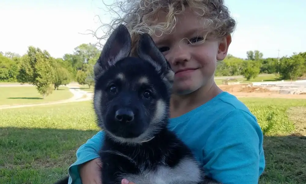 Training German Shepherds for Families With Young Children