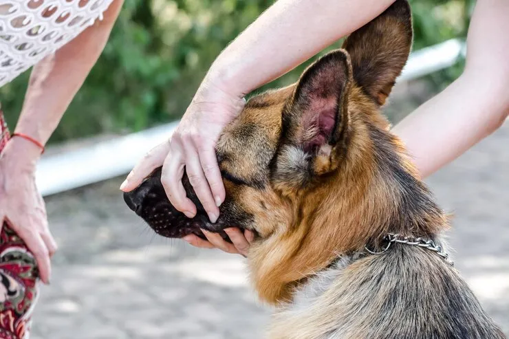 Ignoring German Shepherd Ears Care