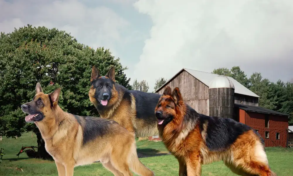 4 Types of German Shepherd Coats