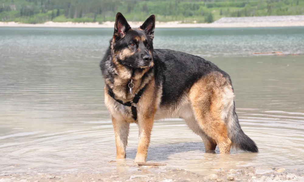 A Black and Tan Saddle Showline German Shepherd Standing in the Mountain Lake