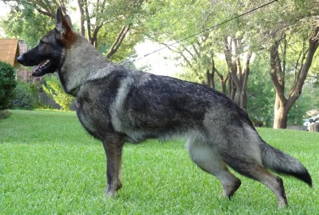 A Young Black and Cream Sable (melanistic) Short Coat German Shepherd Standing on the garden grass for a pose