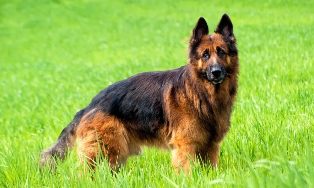 A Young Black and Red Saddle slant back West/European Showline German Shepherd in the middle of the lush green field