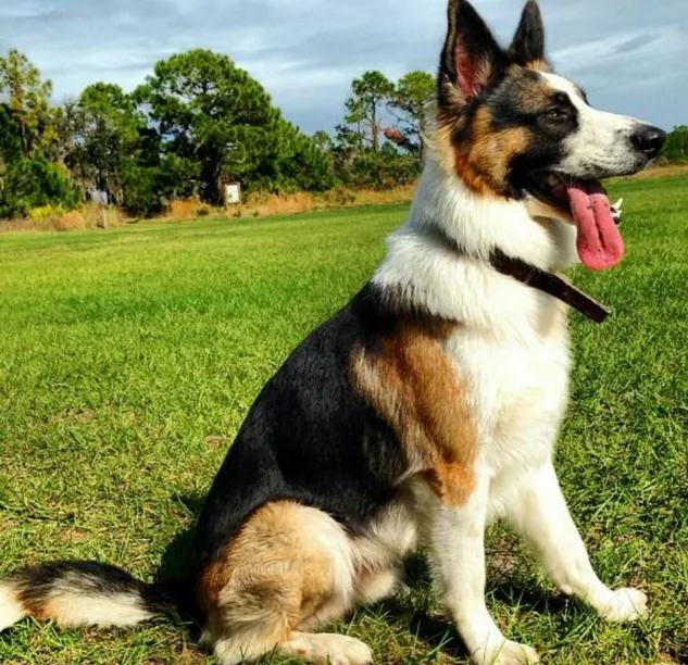 A beautiful stock coat black, white, and tan Panda German Shepherd sloppily sitting on the grass.