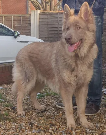 A beautiful  Isabella Solid German Shepherd Standing on the ground with owner