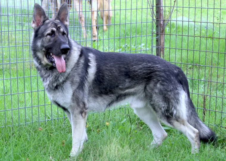 A beautiful Silver Sable (melanistic) old-fashioned German Shepherd Standing on the Grass Protecting a farm