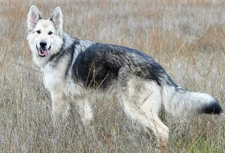 A beautiful, old-fashioned maskless silver sable German Shepherd in the long wild grass