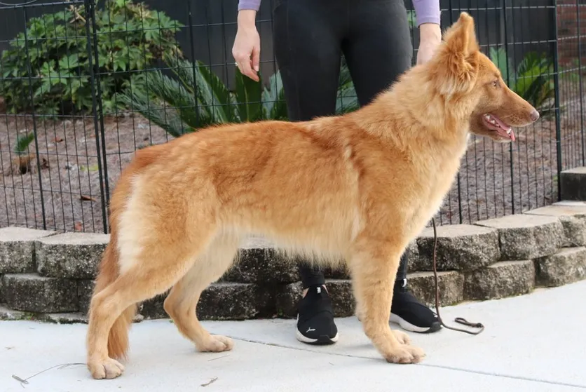 A beautiful, young, old-fashioned, straight-back, female liver fawn German Shepherd Standing for a pose