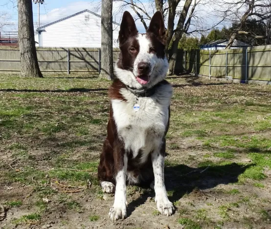 A beautiful stock coat liver and white panda German Shepherd sloppily standing on the ground