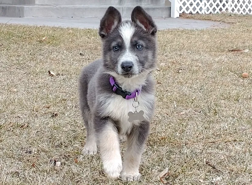 A cute blue and silver panda German Shepherd puppy playing in the garden