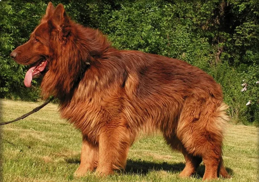 A giant, heavy bone, long coat, red and liver saddle German Shepherd standing on the grass.