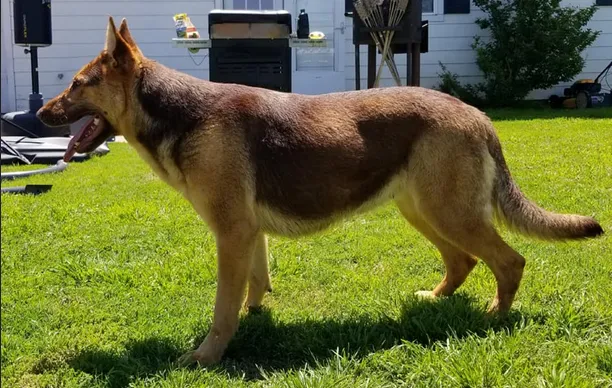 A giant old-fashioned, straight back liver and tan saddle female German Shepherd Standing on the grass in the backyard