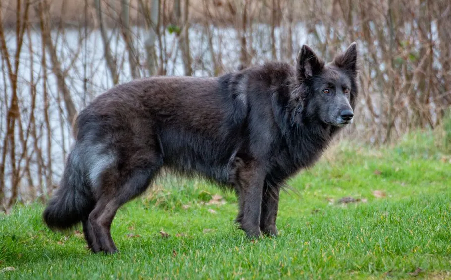 A giant old-fashioned, straight-back, solid (steel) blue German Shepherd standing on the grass.