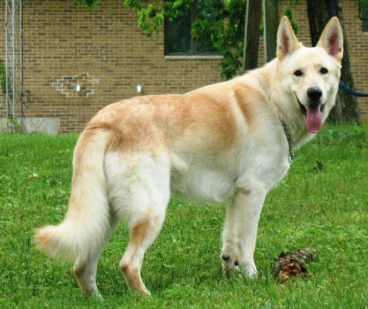 A giant, old-fashioned, straight back solid cream recessive saddle German Shepherd standing on the backyard