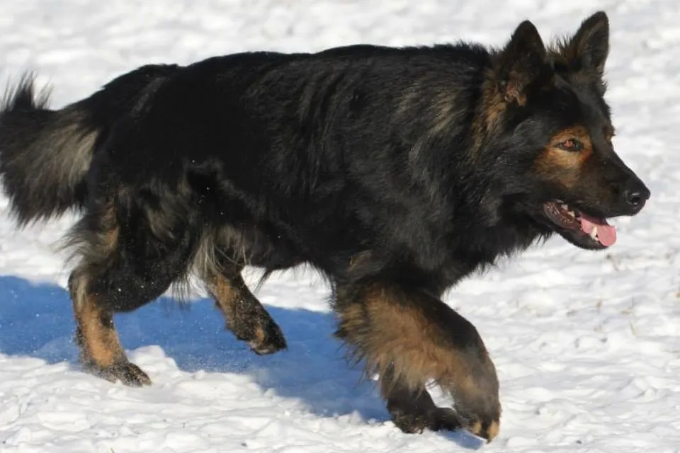 A huge long stock coat black mahogany sable (melanistic) German Shepherd Walking on the Snow.