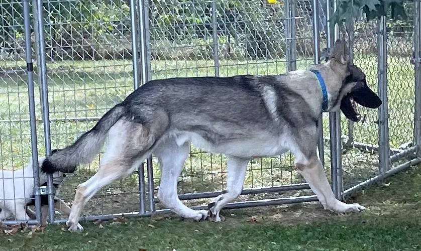 A huge old-fashioned, straight back light silver sable German Shepherd Walking Outside Metal Fence