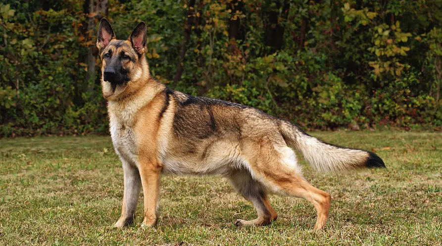 A huge straight back golden sable saddle working line German Shepherd Standing on the Grass for a pose