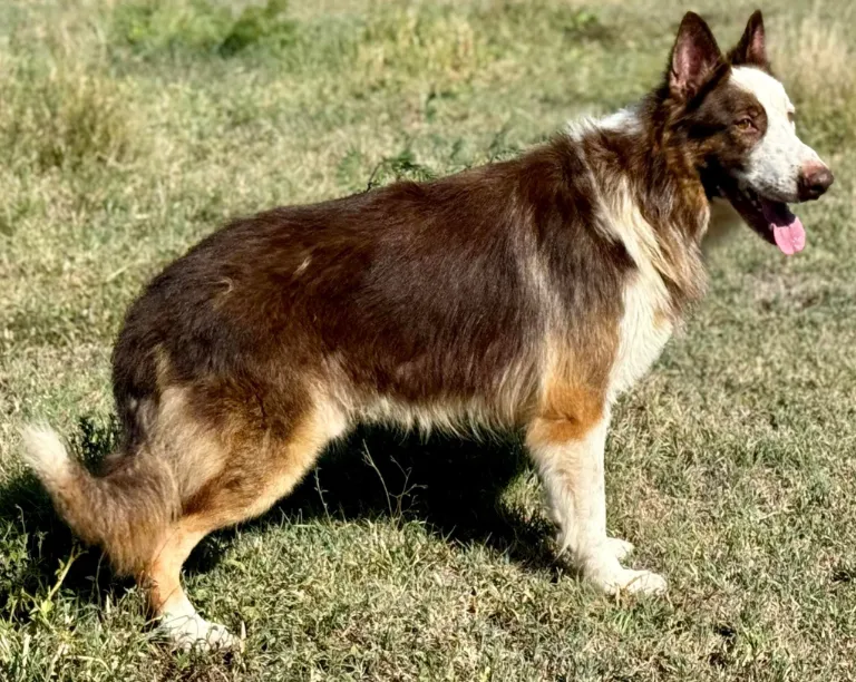 A liver, tan, and white German Shepherd standing on the grass