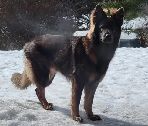 A long coat, western blue sable German Shepherd standing on the snow