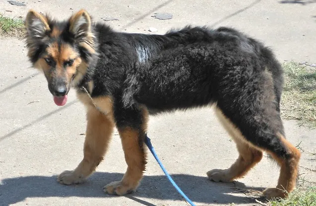 A reverse mask black and tan German Shepherd puppy standing on the ground