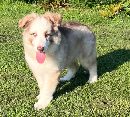 A silver, liver sable panda German Shepherd puppy standing on the grass