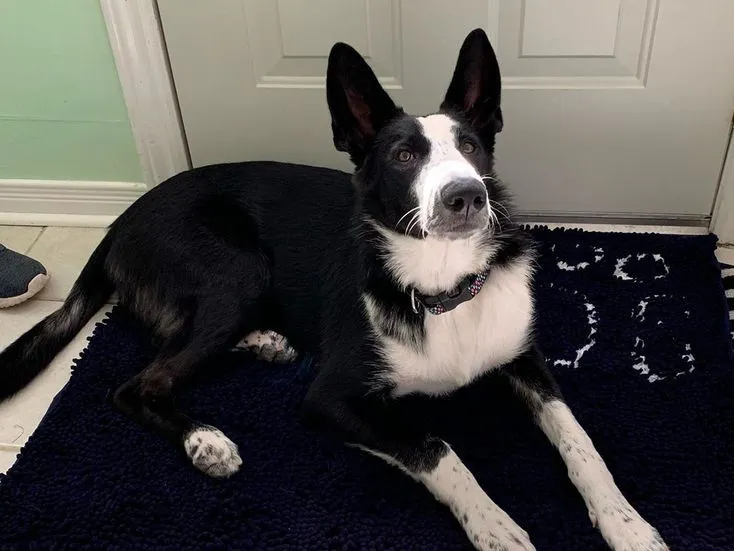 A stock coat black and white Panda German Shepherd sitting in the room.