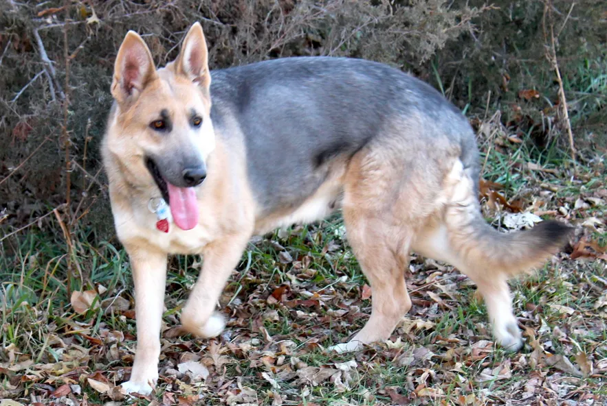 A stock coat powder blue and tan saddle female German Shepherd standing on the autumn leaves