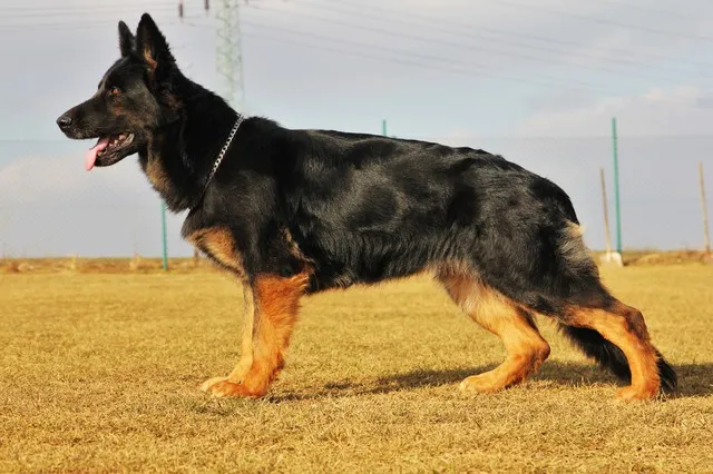 A straight back, heavy bone, black and red blanket German Shepherd puppy standing for a pose