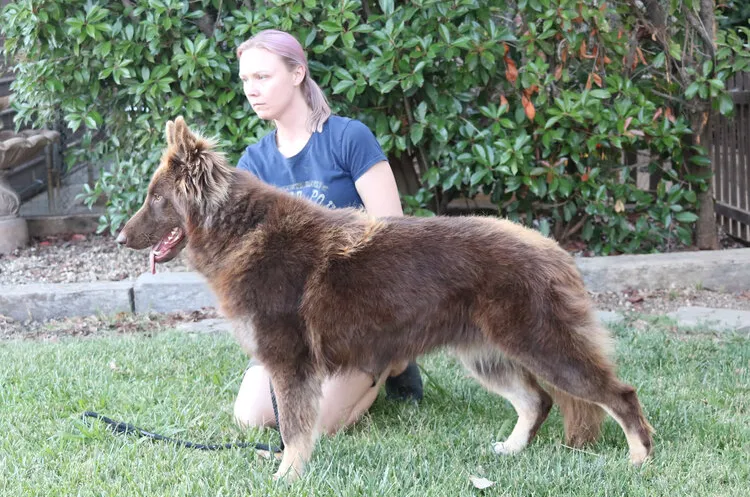 A woman with her bicolor liver German Shepherd puppy in the garden