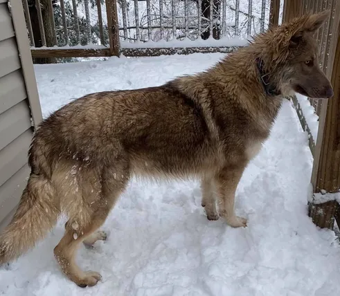 A young Isabella Sable German Shepherd standing on the snow