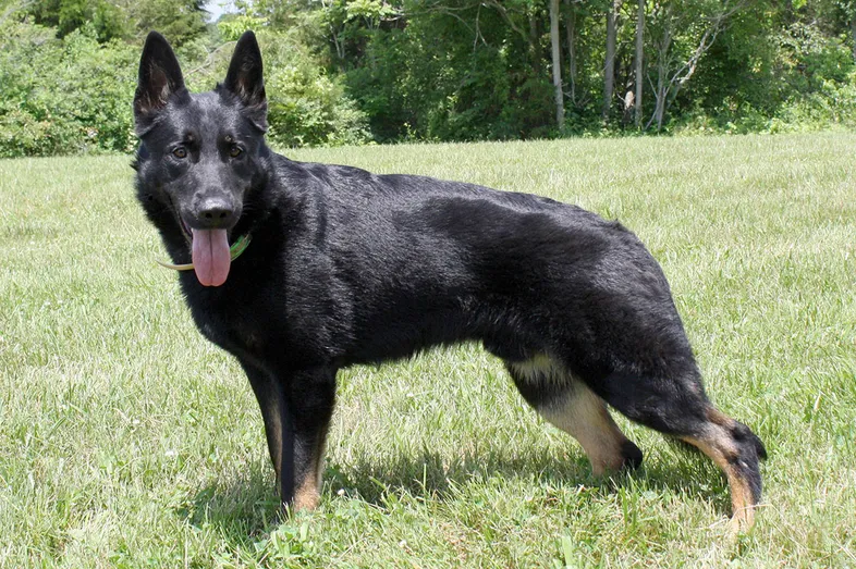 A young black and tan bicolor German Shepherd standing on the grass