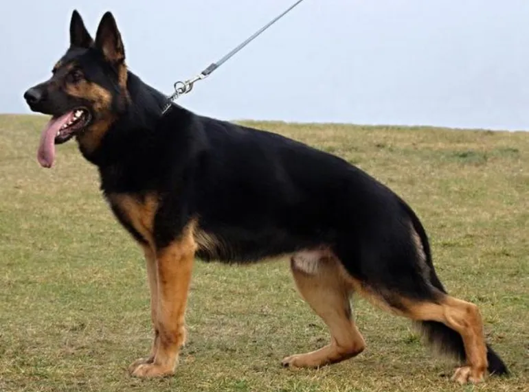 A young black and tan blanket stock coat, slant back German Shepherd standing for a pose 