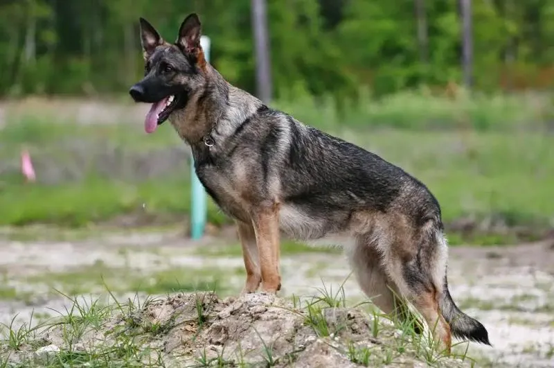 A young brown sable German Shepherd looking somewhere standing above from the ground