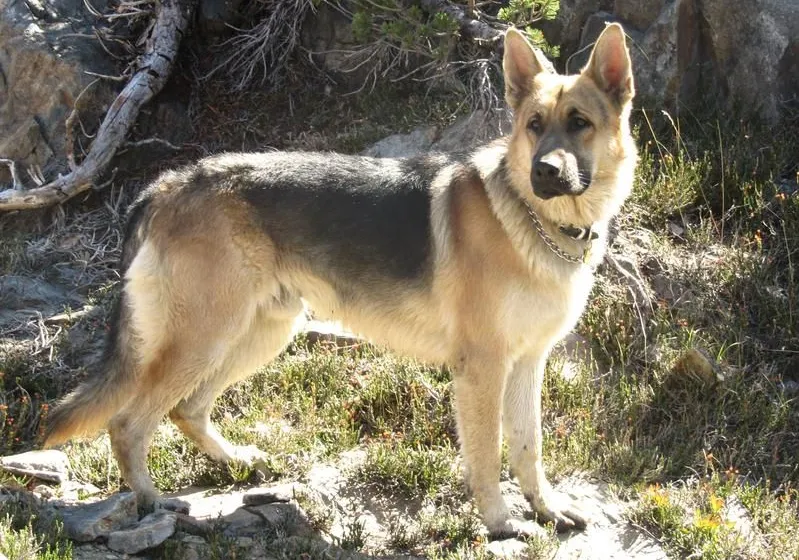 A young, large, old-fashioned, straight back black and cream saddle German Shepherd on a mountain