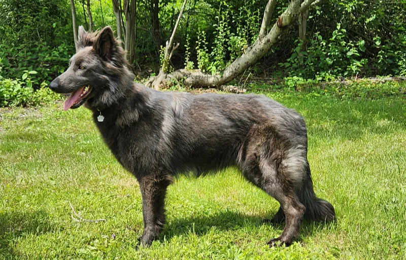 A young long coat blue seal European working line German Shepherd standing on the grass