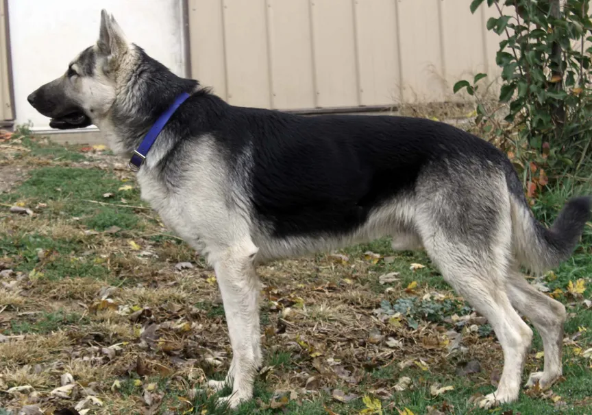 A young old-fashioned straight back black and silver saddle German Shepherd standing on the grass