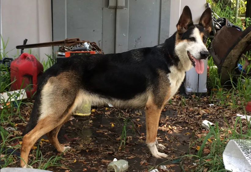 A young, old-fashioned, straight back, stock coat panda German Shepherd in the backside of a home 