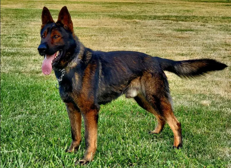 A young red sable working line German Shepherd standing on the grass