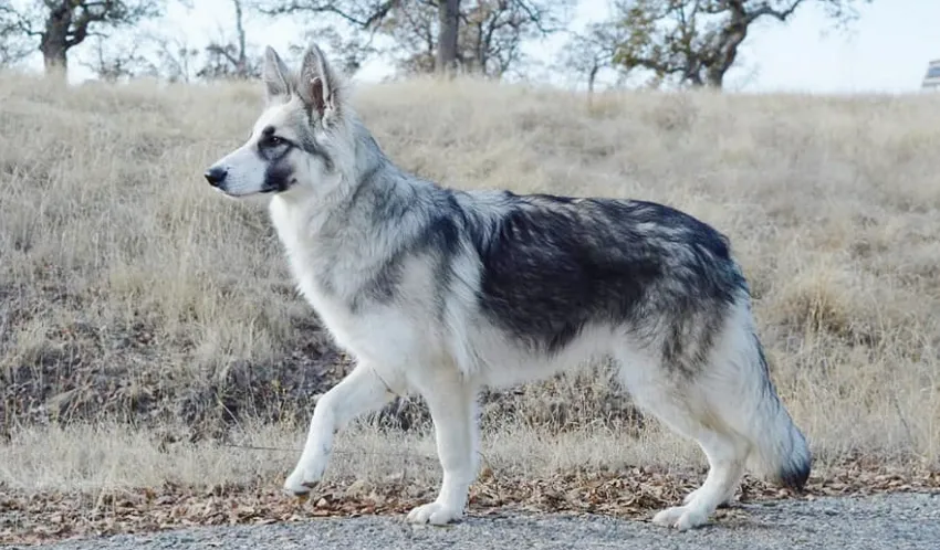 A young long coat silver sable panda German Shepherd walking on the road