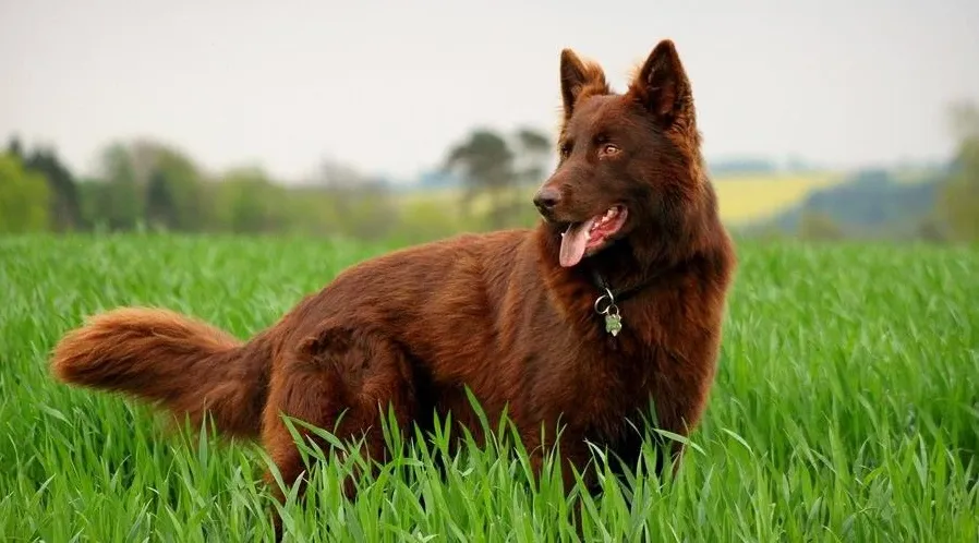 A young solid liver German Shepherd standing in the middle of a green crop field.