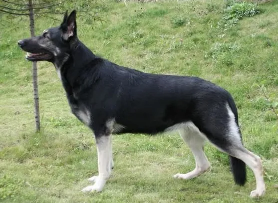 An old-fashion straight back Black and Silver Blanket Eastern Working Line German Shepherd Standing for a pose