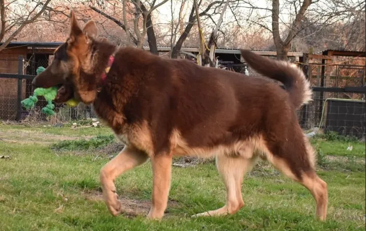 An old-fashioned straight back liver blanket German Shepherd walking on the grass.